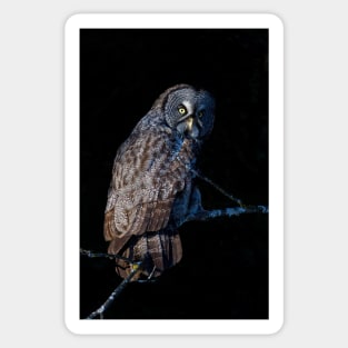 Spotlit - Great Grey Owl Sticker